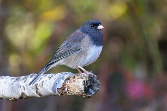 Dark-eyed Junco bird