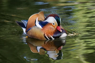 Schilderijen op glas Mandarin duck bird © Feng Yu
