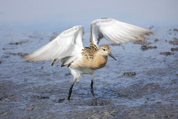 Ruff Sandpiper bird