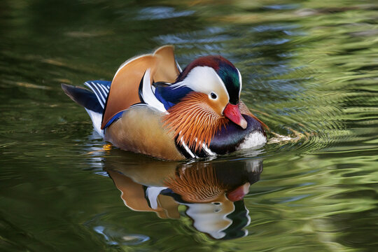 Mandarin duck bird