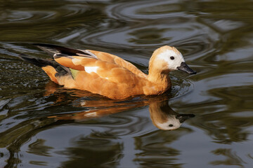 Ruddy Shelduck bird