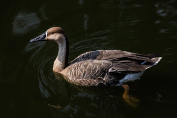 Swan Goose bird