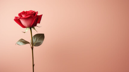 Obraz premium Single red rose standing elegantly against a pale pink background, a timeless symbol of love and beauty. 