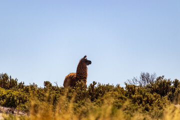 Llama in Eduardo Avaroa National Reserve, Bolivia.