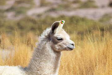 Llama in Eduardo Avaroa National Reserve, Bolivia.