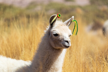 Llama in Eduardo Avaroa National Reserve, Bolivia.