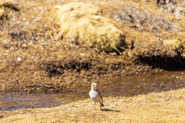 Rufous-banded miner bird, in Kollpiri, Bolívia.