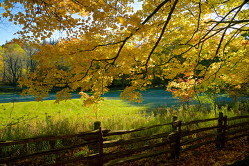 Autumn maple trees in rural countryside with fences