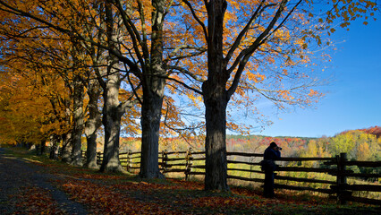 Silhouette of the photographer in taking picture of the autumn leaf colour