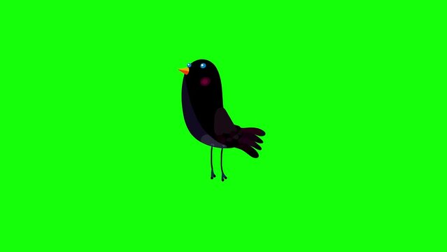 Ouzel black bird cartoon animation character jumping greenbox. Blinking eyes seamless loop behaviour.