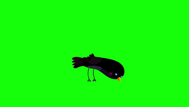 Ouzel black bird cartoon animation character pecking eating greenbox. Blinking eyes seamless loop behaviour. 