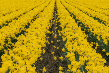 Daffodil field in spring in Skagit Valley