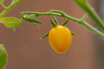 Yellow cherry tomatoe with blurry background. Gardening a home. Tomat
