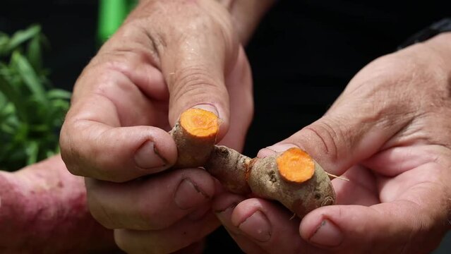 Closeup footage of male hands breaking organic ginger root and showing to the camera on a sunny day
