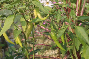 Bird's eye chili plant of farm