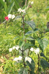 Bleeding-heart vine flower plant on farm
