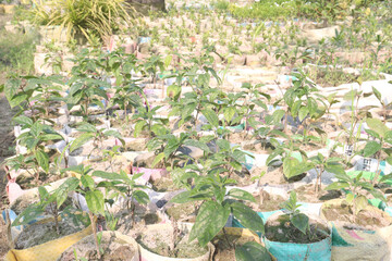 Bleeding-heart vine flower plant on farm