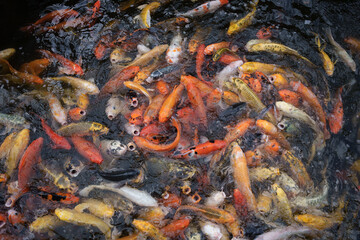 Koi fish swimming in water in Japan
