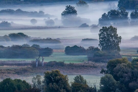 Morning atmosphere at Lake Constance, Zeller Aachried nature reserve with autumn fog, Radolfzell, Baden-Wuerttemberg, Germany, Europe