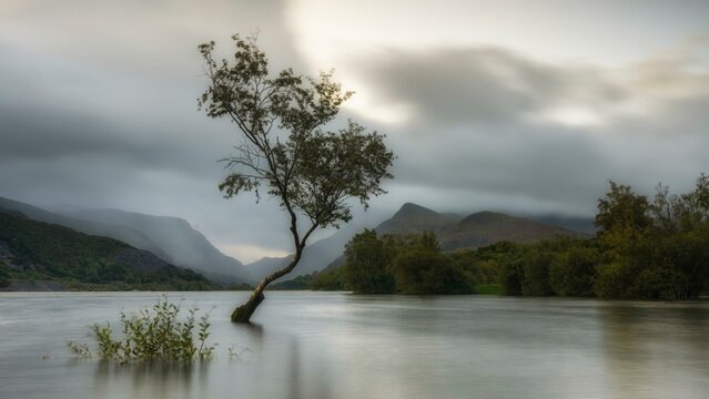 Tree in the water, Llyn Padarn, sunrise, Snowdonia National Park, Wales, Great Britain