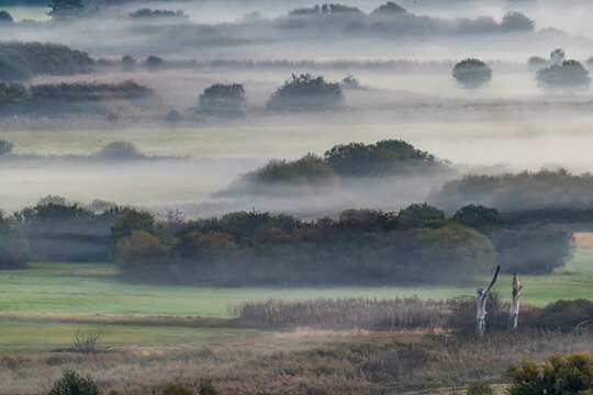 Morning atmosphere at Lake Constance, Zeller Aachried nature reserve with autumn fog, Radolfzell, Baden-Wuerttemberg, Germany, Europe