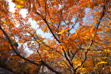 The Red Leaf Scenery of Autumn in the North