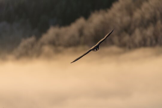 Peregrine Falcon (Falco peregrinus) in flight over the fog, Canton Solothurn, Switzerland, Europe