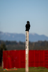 Sign stake on a new construction site indicating where a new sewar line will be installed, crow...