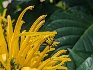 Yellow spider- Maracrantha Hasselti 