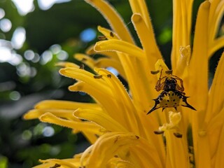 Yellow spider- Maracrantha Hasselti 