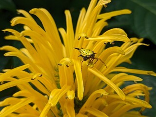 Yellow spider- Maracrantha Hasselti 