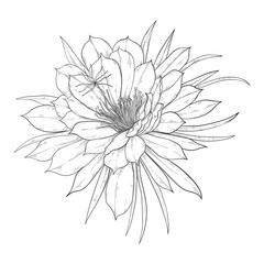 Dragonfruit flower, cactus bloomed. Pitahaya bud lineart.