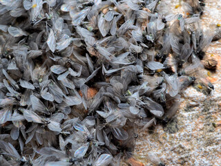 ケヤキフシアブラムシ