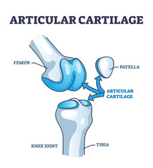 Articular cartilage structure and location in knee joint outline diagram. Labeled educational scheme with femur, tibia and patella parts vector illustration. Healthy leg skeleton movement explanation
