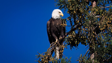 An American Bald Eagle perched on top of a Redwood tree in Milpitas CA