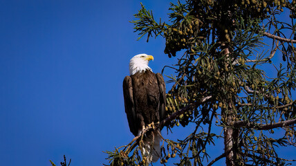 An American Bald Eagle perched on top of a Redwood tree in Milpitas CA