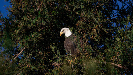 An American Bald Eagle perched on top of a Redwood tree in Milpitas CA