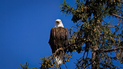 An American Bald Eagle perched on top of a Redwood tree in Milpitas CA