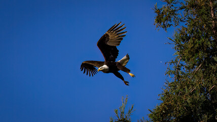 Obraz premium An American Bald Eagle taking flight.