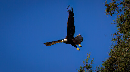 Obraz premium An American Bald Eagle taking flight.