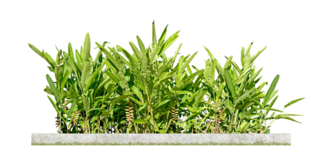 Ornamental plants and green hedges (shrubs). Heliconia is a herbaceous plant with underground rhizomes. with red-orange flowers popularly planted as a natural fence Isolated on white background. (png)