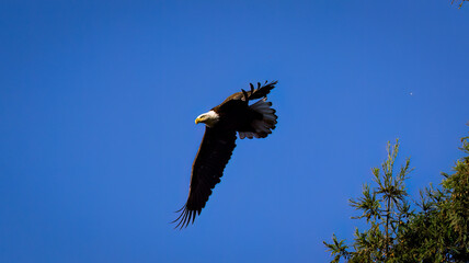 An American Bald Eagle taking flight.