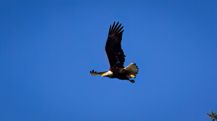 An American Bald Eagle taking flight.