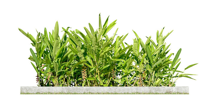 Ornamental plants and green hedges (shrubs). Heliconia is a herbaceous plant with underground rhizomes. with red-orange flowers popularly planted as a natural fence Isolated on white background. (png)