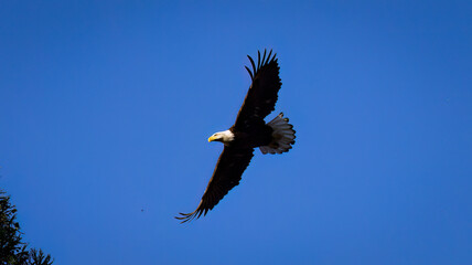 An American Bald Eagle taking flight.