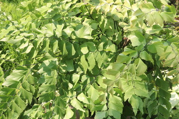 Adiantum trapeziforme leaf plant on farm