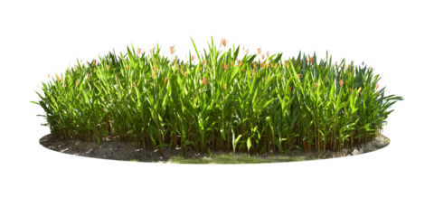 Ornamental plants and green hedges (shrubs). Heliconia is a herbaceous plant with underground rhizomes. with red-orange flowers popularly planted as a natural fence Isolated on white background. (png)