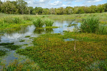 wet land in Brazos Bend state park