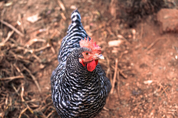 Barred rock hen