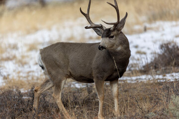 Colorado